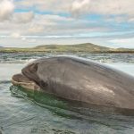 Nuala Moore and her training buddy, Fungie. Nuala is an extreme swimmer - Image Credit Nuala Moore